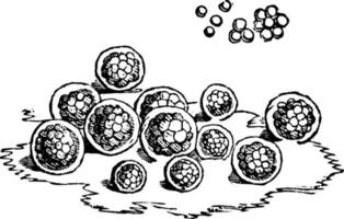 Protococcus algas p.nivalis neve vermelha, ilustração vintage. vetor