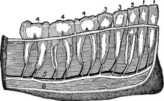 dentes, ilustração vintage vetor