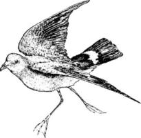 petrel, ilustração vintage. vetor