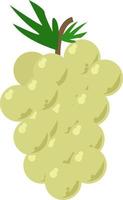 uvas verdes, ilustração, vetor em fundo branco.