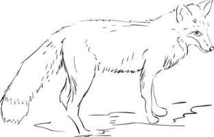 desenho de raposa, ilustração, vetor em fundo branco.