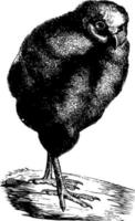 ilustração vintage jovem coruja de celeiro. vetor