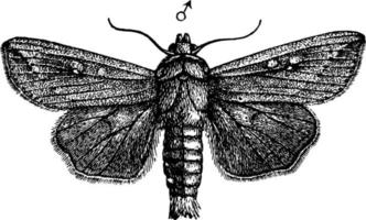 lagarta ou leucania unipuncta, ilustração vintage. vetor