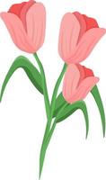 tulipas cor de rosa, ilustração, vetor em fundo branco