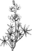 ramo de floração da ilustração vintage de tremoço anão comum. vetor