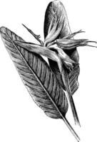 ilustração vintage de strelitzia reginae. vetor