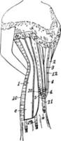 espartilho de fantasia é usado para apoiar a gravura vintage. vetor