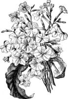 flores de ilustração vintage de nicotiana suaveolens. vetor