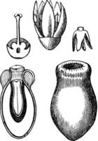 ilustração vintage de struthanthus. vetor