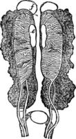 ilustração vintage de órgão genital masculino uro. vetor