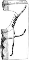 galeria de xyloterus retusus, ilustração vintage. vetor