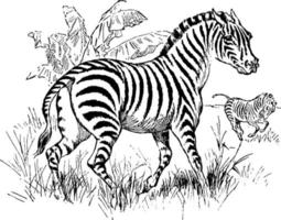 zebra, ilustração vintage. vetor