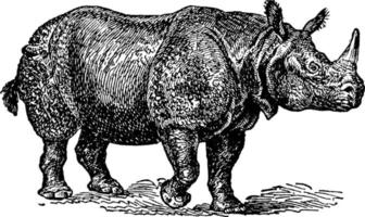 rinoceronte indicus, ilustração vintage. vetor