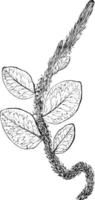ilustração vintage polypodium vacciniifolium. vetor