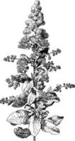 spiraea, latifolia, meadowsweet, folhas, ilustração vintage de clusters. vetor