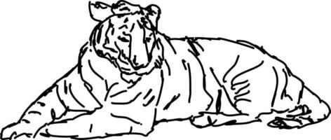 desenho de tigre, ilustração, vetor em fundo branco.