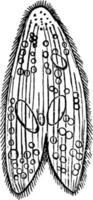 paramecium, ilustração vintage. vetor