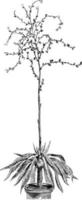 inflorescene, com bulbis, de ilustração vintage de furcraea curensis. vetor