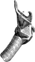 músculos da laringe de um cavalo, ilustração vintage. vetor