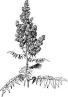 ilustração vintage sorbaria sorbifolia. vetor