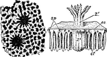 heliopora corerulea, ilustração vintage. vetor