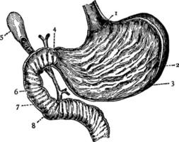 estômago, ilustração vintage. vetor