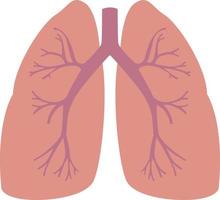 pulmões humanos, ilustração, vetor em fundo branco.