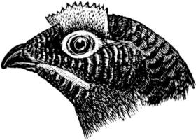 cabeça de moorfowl, ilustração vintage. vetor