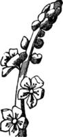 flor, espiga, reprodutiva, estrutura, ilustração vintage de plantas. vetor