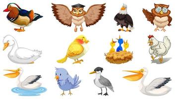 conjunto de diferentes pássaros estilo cartoon isolado vetor