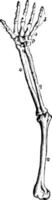 ilustração vintage de ossos do braço. vetor