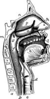 a boca, nariz e faringe, ilustração vintage. vetor
