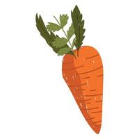 fundo branco de ícone de comida de saúde de vegetais frescos de cenoura vetor