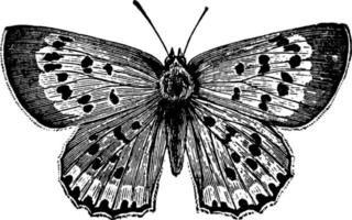 borboleta ou chrysophanus thoe, ilustração vintage. vetor