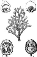 ilustração vintage de chipre mediterrâneo. vetor