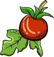 tomate vermelho, ilustração, vetor em fundo branco