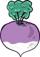 interessante nabo roxo, ilustração, vetor em fundo branco