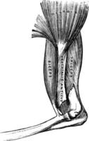 músculos do braço, ilustração vintage. vetor