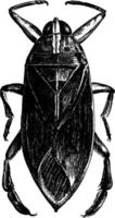 Waterbug gigante, ilustração vintage. vetor