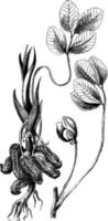 folha, flor e cachos de ilustração vintage de Arachis hypogaea. vetor