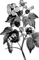 ilustração vintage de planta de algodão. vetor