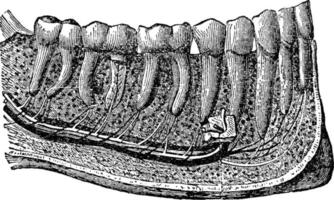 dentes, ilustração vintage. vetor