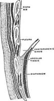 seção da parede do tórax, ilustração vintage vetor