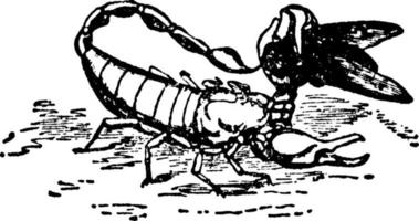 escorpião ou euscorpius italicus, ilustração vintage. vetor