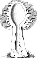 seção longitudinal da ilustração vintage morchella esculenta. vetor