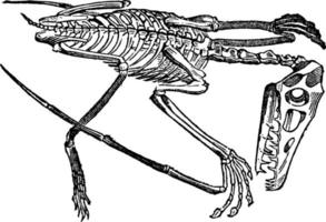 esqueleto de pterodáctilo, ilustração vintage. vetor