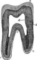 seção vertical de um dente molar, ilustração vintage. vetor