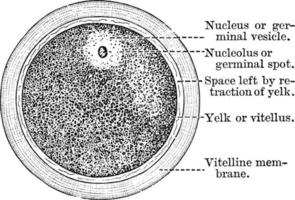 um diagrama do óvulo humano, ilustração vintage. vetor