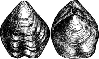 braquiópode terebratula biplicata, ilustração vintage. vetor