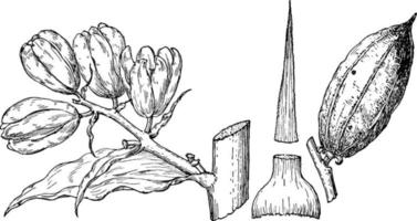 ramo de ilustração vintage yucca arborescens. vetor